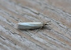 Sølvnebbmott (Crambus perlella)