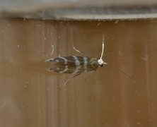 Argyresthia trifasciata