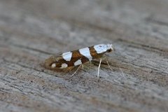 Argyresthia brockeella