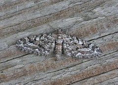 Lyngdvergmåler (Eupithecia nanata)