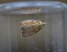 Roseflatvikler (Acleris bergmanniana)