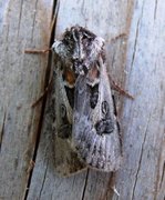 Fagerjordfly (Agrotis vestigialis)