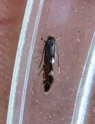 Phyllonorycter strigulatella