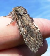 Oliventannspinner (Peridea anceps)
