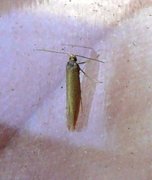 Argyresthia bergiella