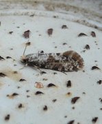 Nemaxera betulinella