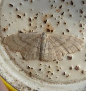 Krattengmåler (Idaea deversaria)