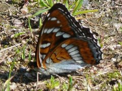 Ospesommerfugl (Limenitis populi)