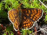 Marimjellerutevinge (Melitaea athalia)