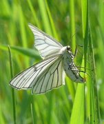 Ribbemåler (Siona lineata)