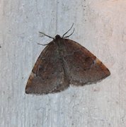 Ospemåler (Epirranthis diversata)
