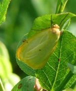 Toprikket lavspinner (Cybosia mesomella)