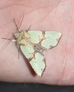 Grønnbåndet rotfly (Staurophora celsia)