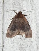 Tofarget pyramidefly (Amphipyra perflua)