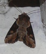 Sumpengfly (Lateroligia ophiogramma)