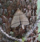 Buelinjet viftefly (Herminia grisealis)