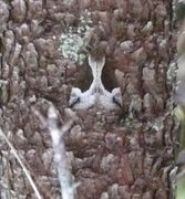 Blåbærnebbfly (Hypena crassalis)