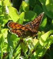 Marimjellerutevinge (Melitaea athalia)