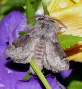 Hagtornspinner (Trichiura crataegi)