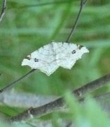 Gul buemåler (Macaria notata)