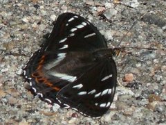 Ospesommerfugl (Limenitis populi)