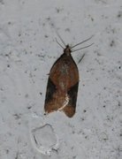 Jordbærflatvikler (Acleris comariana)