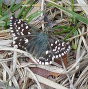 Bakkesmyger (Pyrgus malvae)