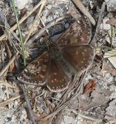 Tiriltungesmyger (Erynnis tages)