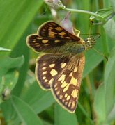 Gulflekksmyger (Carterocephalus palaemon)