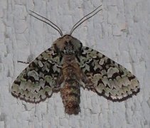 Grønt eikefly (Griposia aprilina)