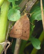 Rettlinjet høstfly (Agrochola macilenta)