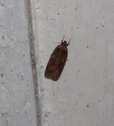 Agonopterix heracliana