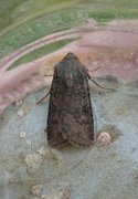 Blekt stengelfly (Luperina testacea)