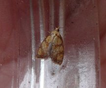 Roseflatvikler (Acleris bergmanniana)