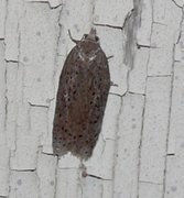 Punktflatvikler (Acleris lipsiana)