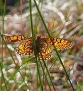 Ringperlemorvinge (Boloria eunomia)