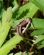 Starrglansfly (Deltote uncula)