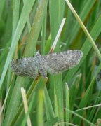 Grumset dvergmåler (Eupithecia subfuscata)