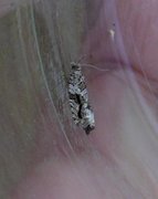 Heggekveldvikler (Epinotia signatana)
