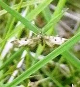 Flekkdvergmåler (Eupithecia irriguata)