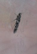 Anacampsis blattariella