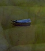 Beitenebbmott (Crambus pascuella)