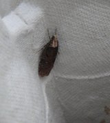 Agonopterix liturosa