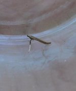 Caloptilia elongella