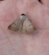 Augustvikkefly (Lygephila craccae)