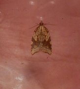 Nettflatvikler (Acleris rhombana)