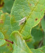 Sekkspinnere (Psychidae)