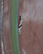 Stenolechia gemmella