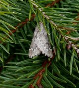 Vintermåler (Alsophila aescularia)