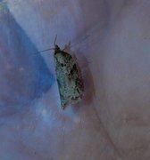 Mørk ospeflatvikler (Acleris obtusana)